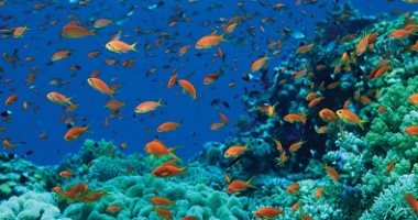 الطبيعة فى مواجهة المناخ.. الشعاب المرجانية تقاوم رغم توقعات اختفائها