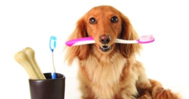 طرق سهلة للحفاظ على نظافة أسنان كلبك.. ضرورية لحمايته من الأمراض