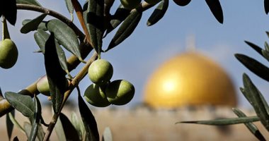 أحمل غصن زيتون فى يدى.. لماذا تعتبر شجرة الزيتون رمزًا لصمود الفلسطينيين؟