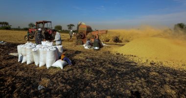 كيف استطاعت مصر تحقيق الاكتفاء الذاتى للمحاصيل؟.. دراسة تكشف التفاصيل