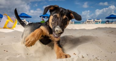 أمريكى يتخصص فى تصوير الكلاب على الشاطئ لمساعدتهم على التبنى.. صور