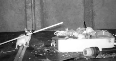 فيلم " Ratatouille" تحول لواقع.. عجوز يكتشف فأر يرتب كوخه أثناء الليل "فيديو"