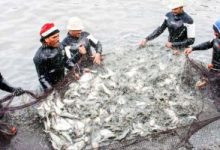دراسة للمركز المصرى تكشف: اهتمام كبير من الدولة بتنمية الثروة السمكية