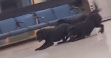 فيديو حقق ملايين المشاهدات.. كلاب تأمين بمطار أمريكى تستمتع باللعب وقت راحتها